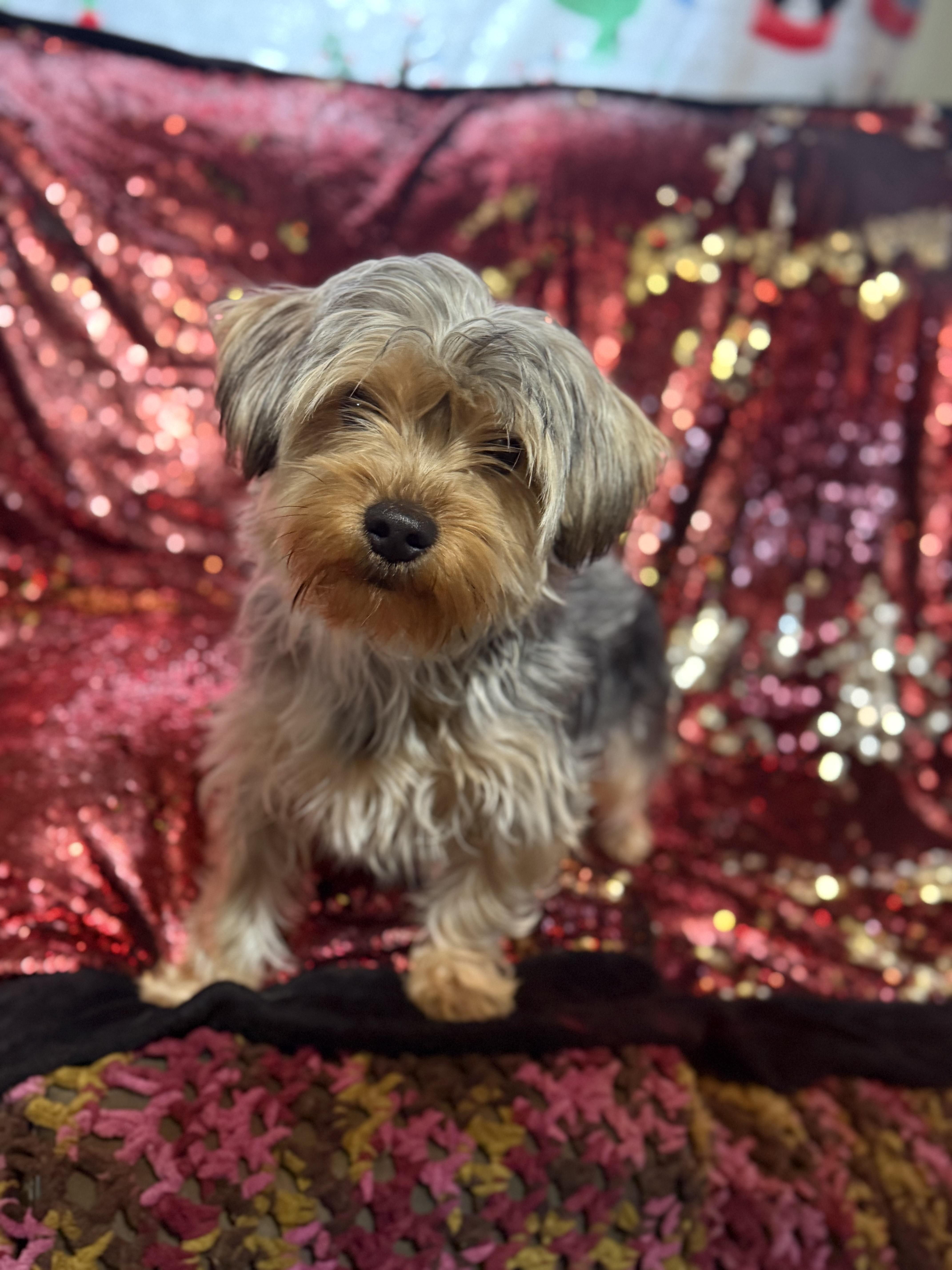 Capone, adopted, Young Male Yorkshire Terrier.