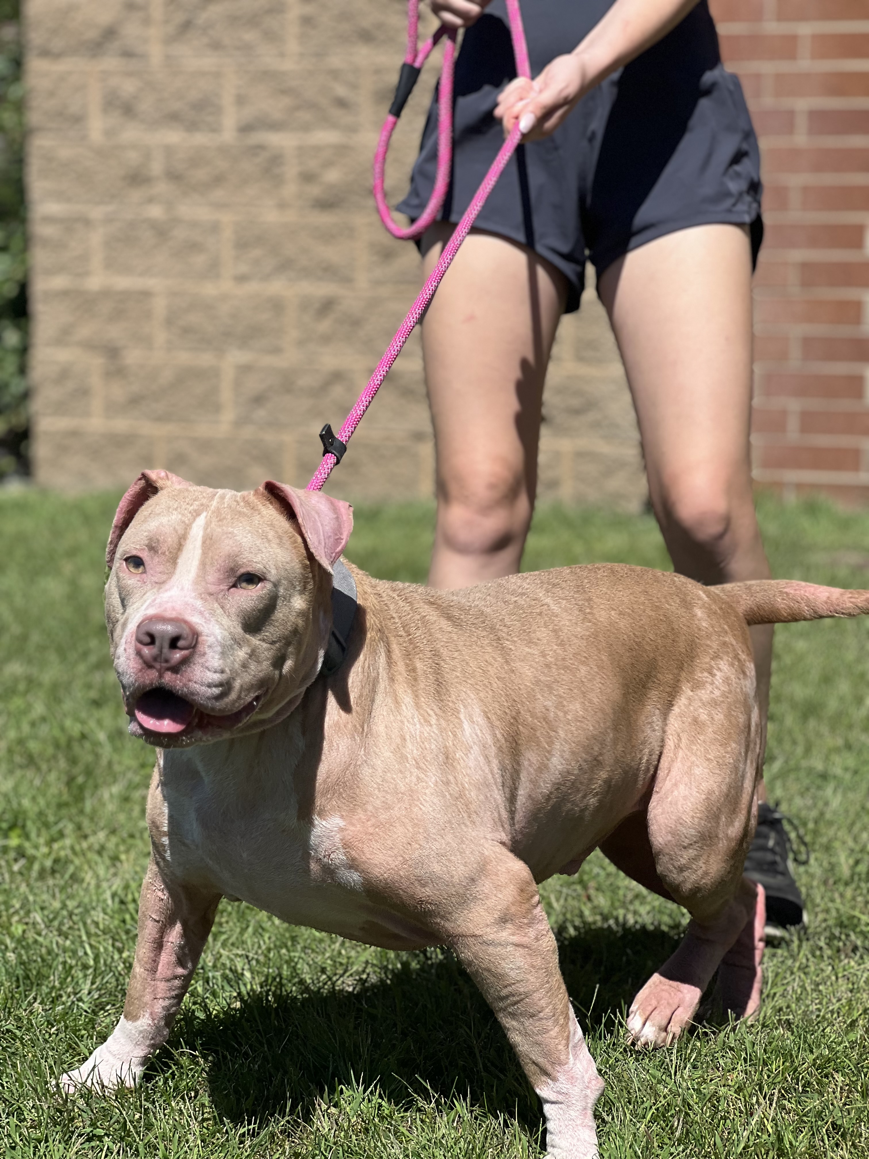 Walter the Ham, an adoptable Pit Bull Terrier in Zimmerman, MN, 55398 | Photo Image 5