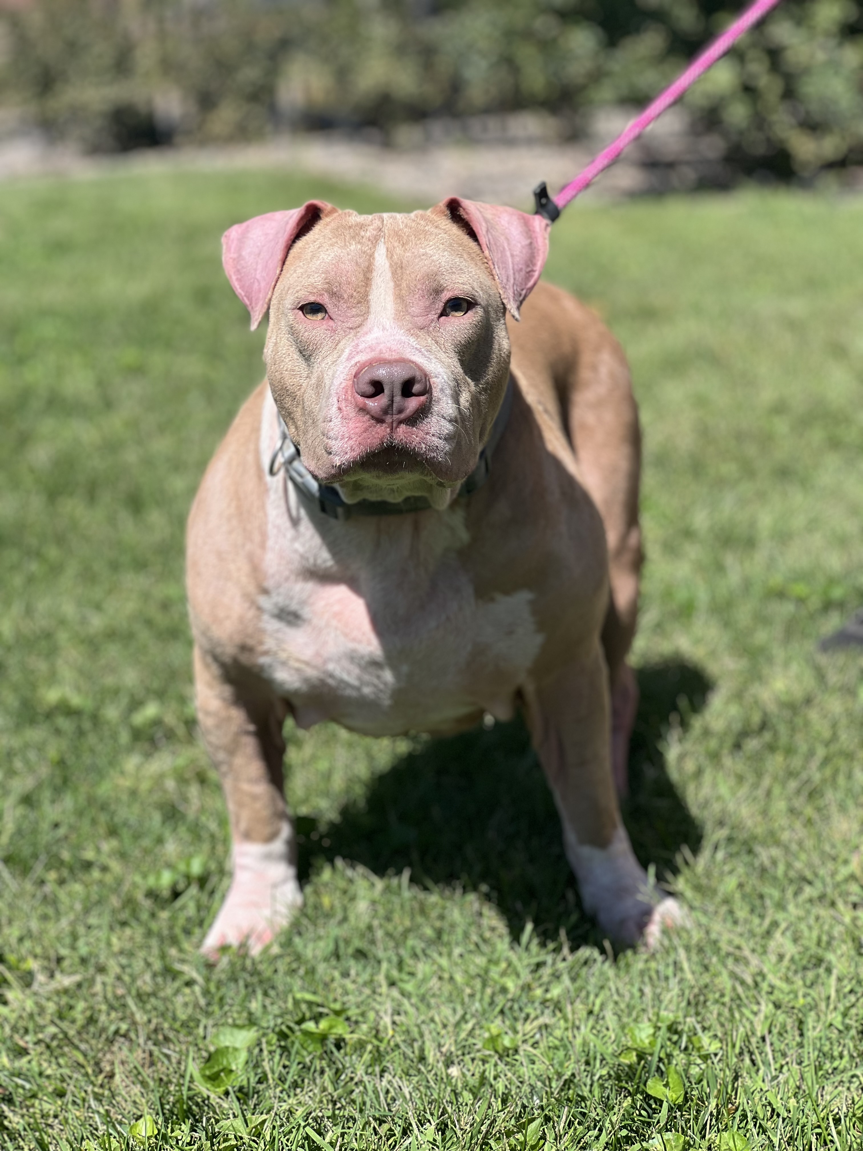 Walter the Ham, an adoptable Pit Bull Terrier in Zimmerman, MN, 55398 | Photo Image 1