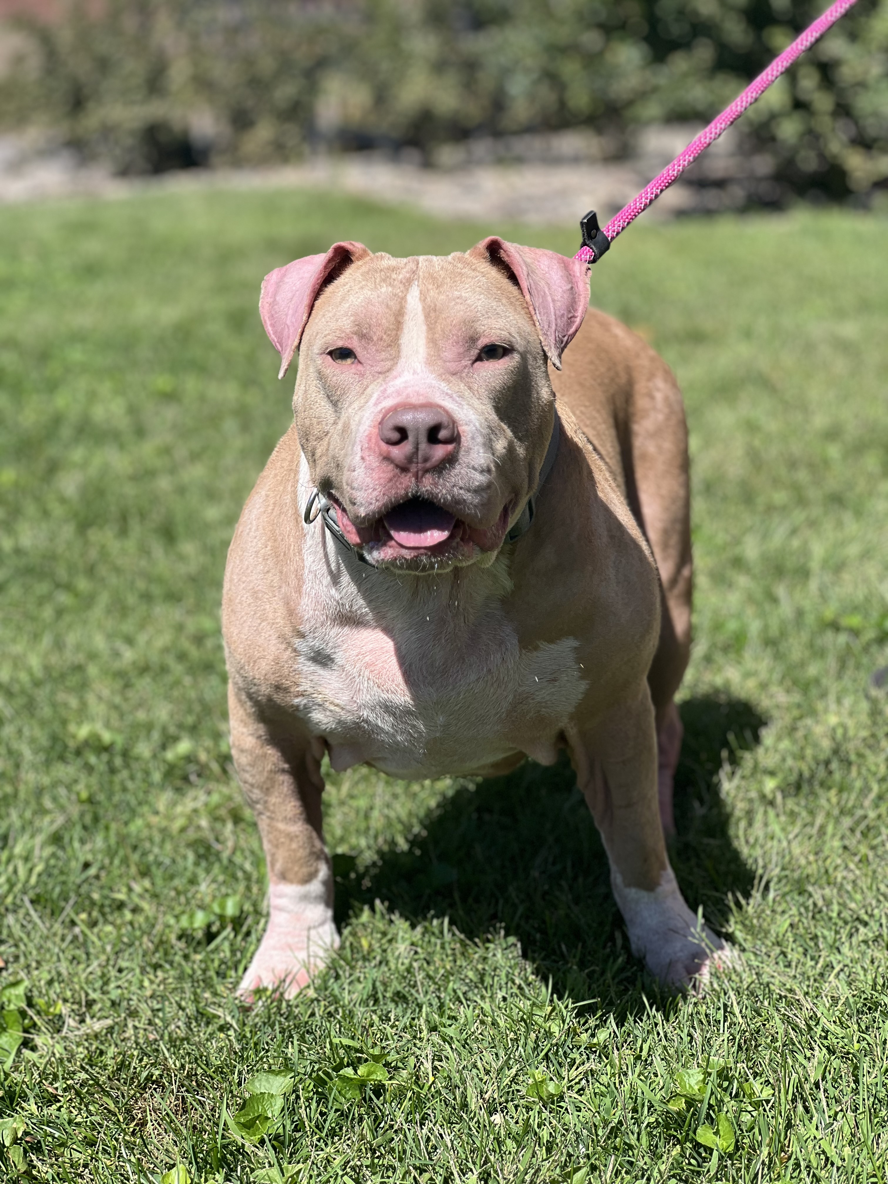 Walter the Ham, an adoptable Pit Bull Terrier in Zimmerman, MN, 55398 | Photo Image 2