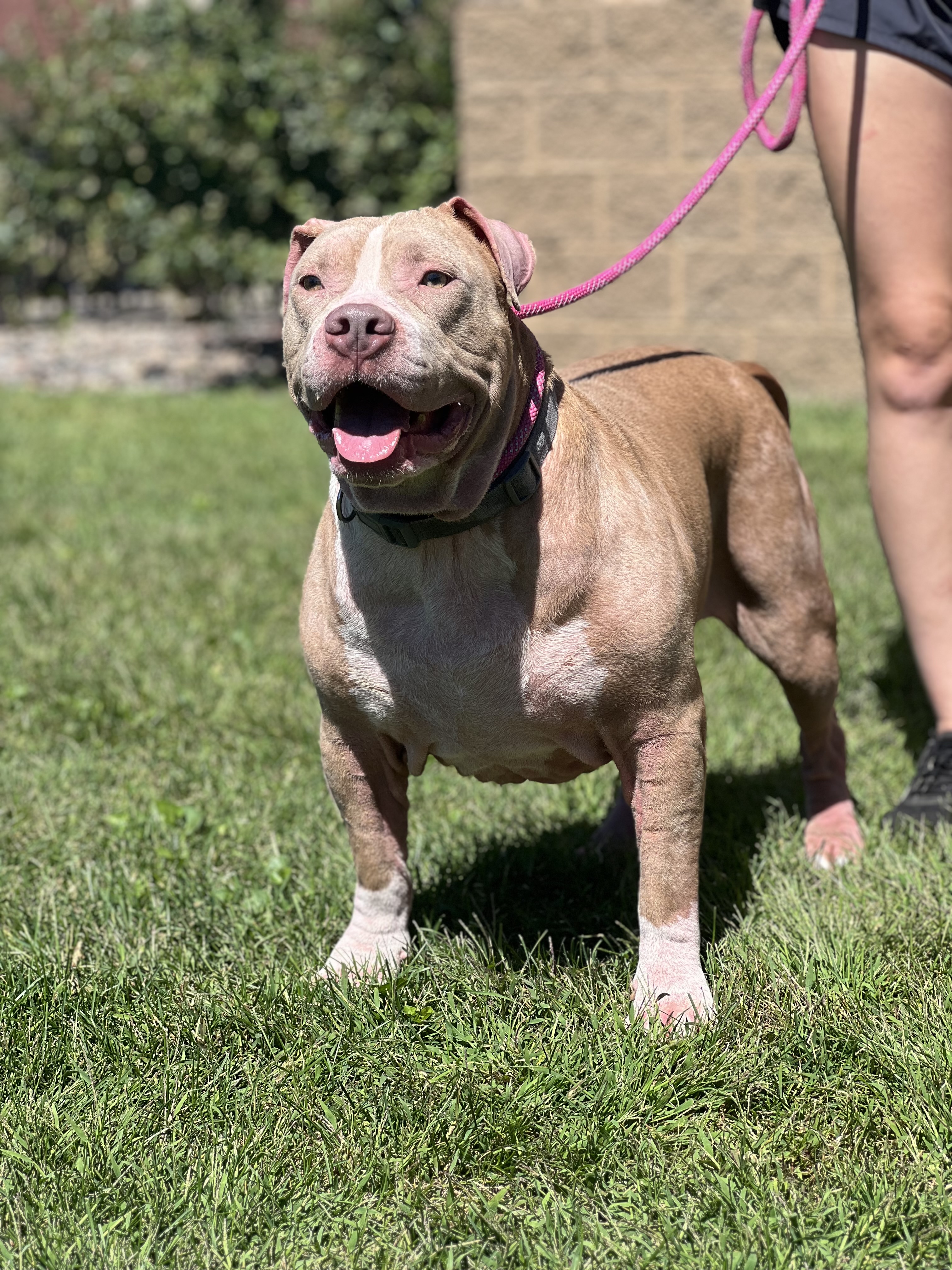 Walter the Ham, an adoptable Pit Bull Terrier in Zimmerman, MN, 55398 | Photo Image 4