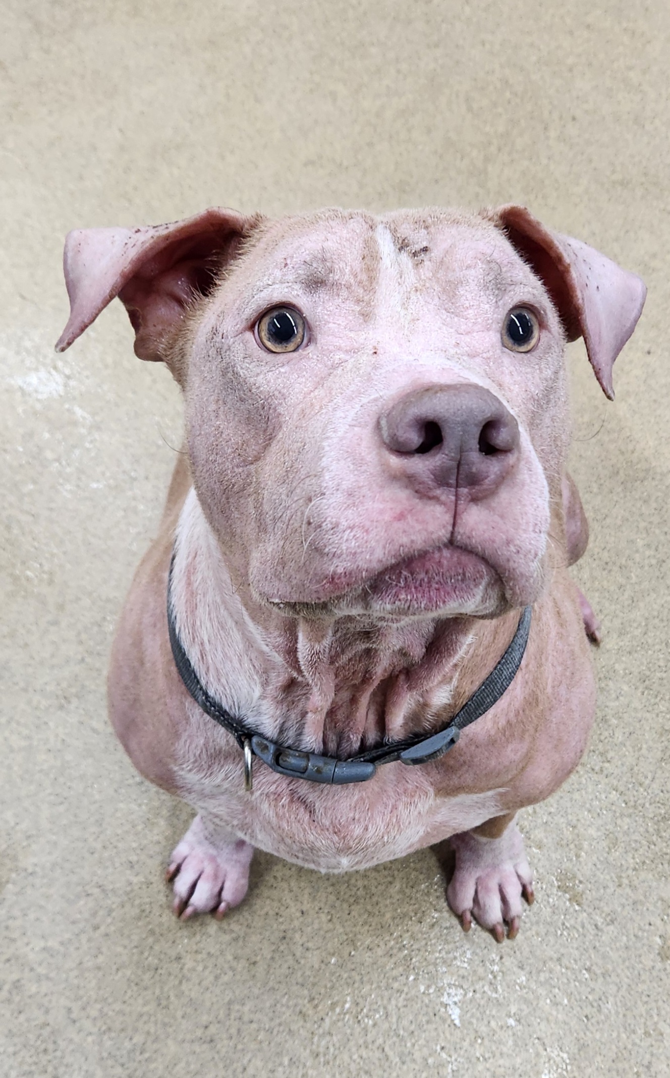 Walter the Ham, an adoptable Pit Bull Terrier in Zimmerman, MN, 55398 | Photo Image 3