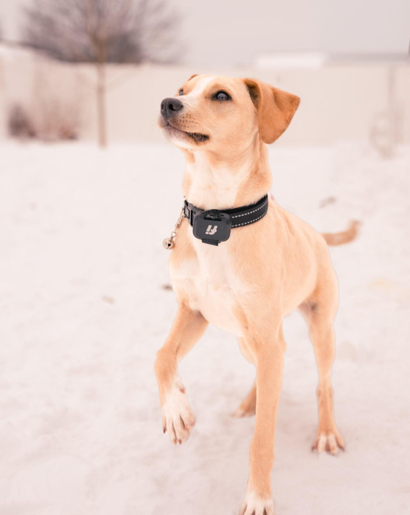 Jimmy (aka Junior), Adoptable, Adult Male Chihuahua & Mixed Breed.