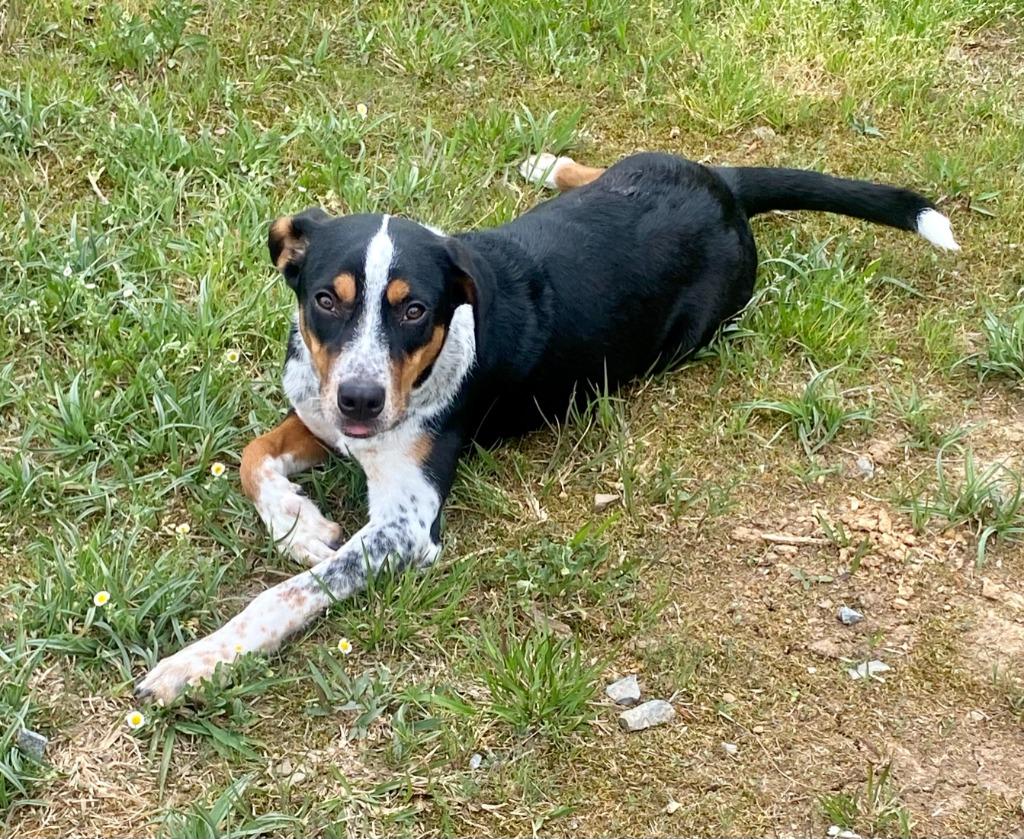 Chloe Kim, Adoptable, Puppy Female Labrador Retriever & Cattle Dog.