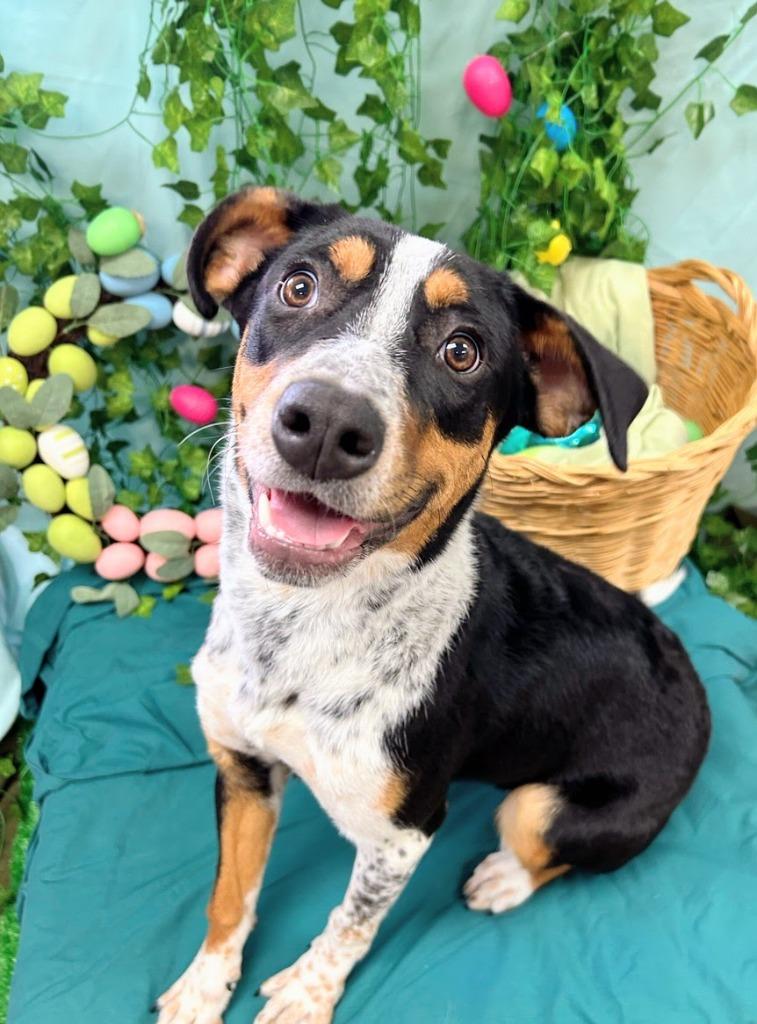 Enlarge Chloe Kim, a Adoptable mixed breed in Bryant, AR image 2/6