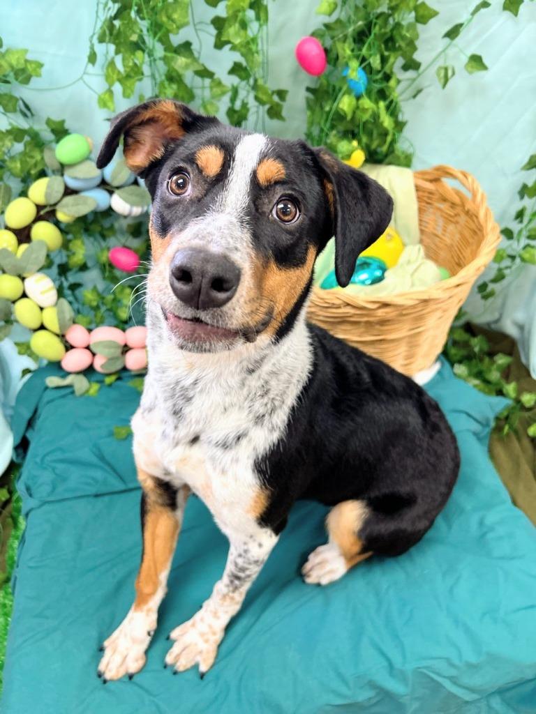 Enlarge Chloe Kim, a Adoptable mixed breed in Bryant, AR image 3/6