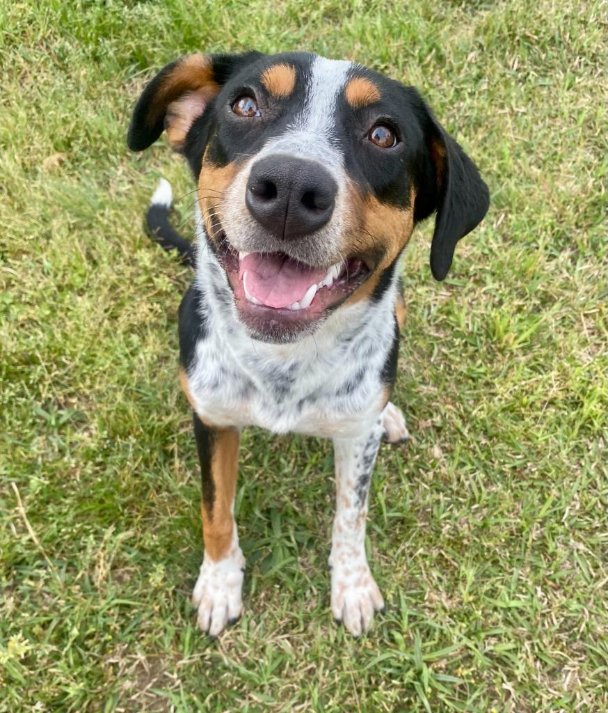 Enlarge Chloe Kim, a Adoptable mixed breed in Bryant, AR image 4/6
