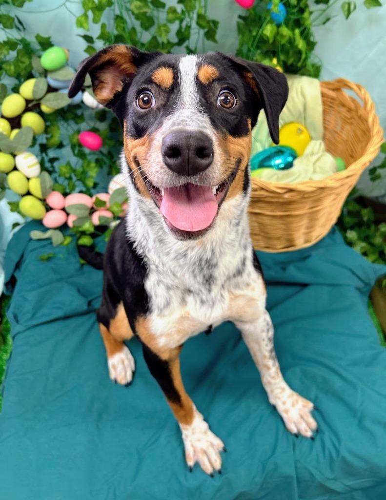 Enlarge Chloe Kim, a Adoptable mixed breed in Bryant, AR image 6/6