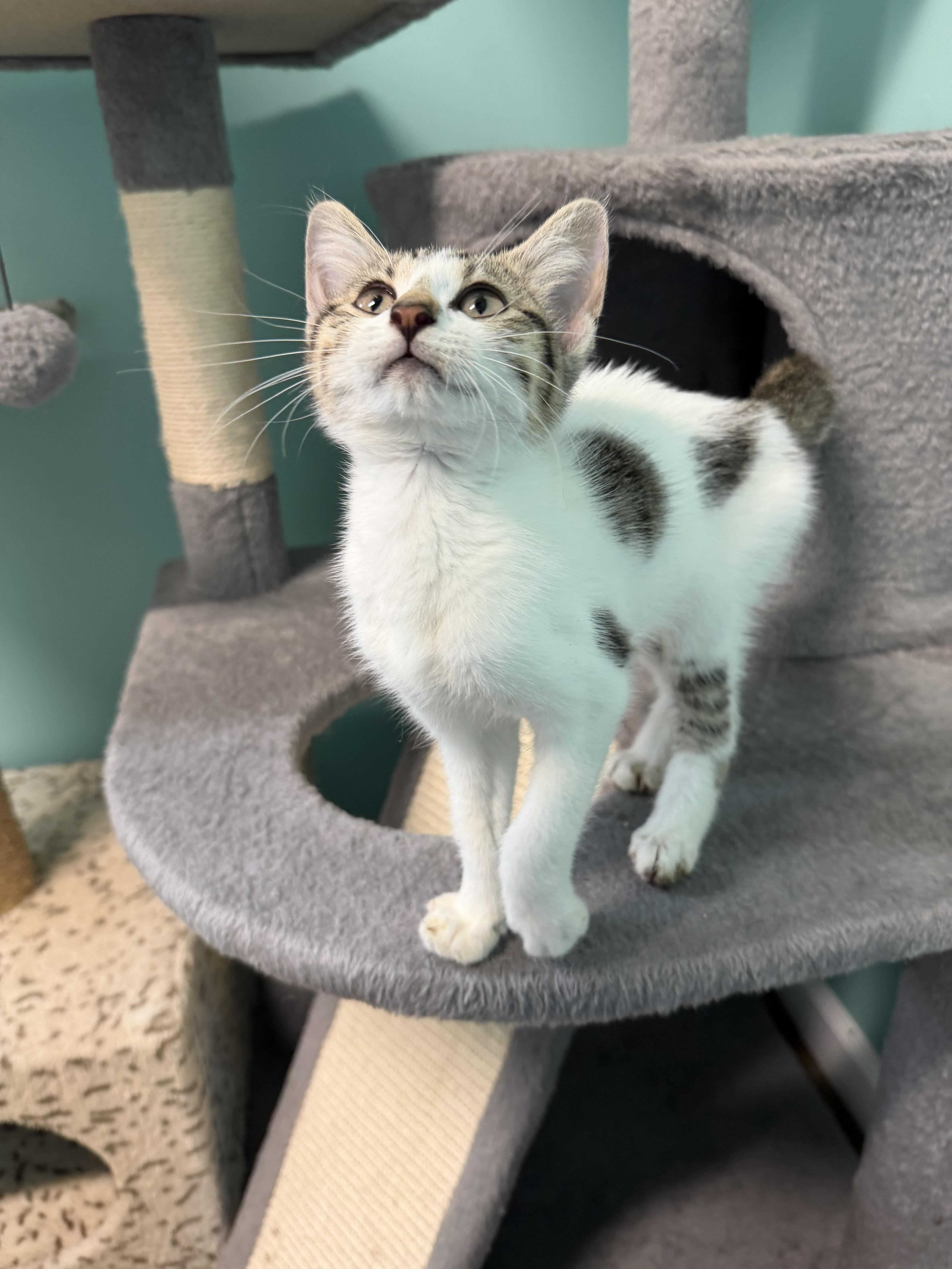 Flashcard, adopted, Kitten Female American Shorthair.
