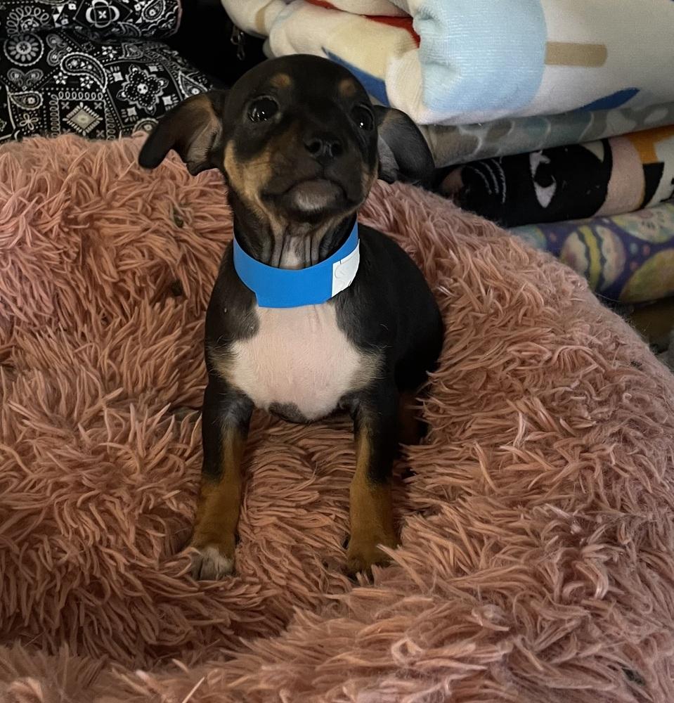 Enlarge Tootsie Pop, a Adoptable mixed breed in Cedartown, GA image 1/1