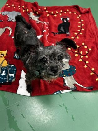 Muffin, Adoptable, Senior Female Mixed Breed & Mixed Breed.