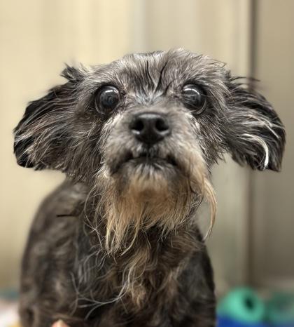 Enlarge Muffin, a Adoptable mixed breed in Sterling Heights, MI image 2/3