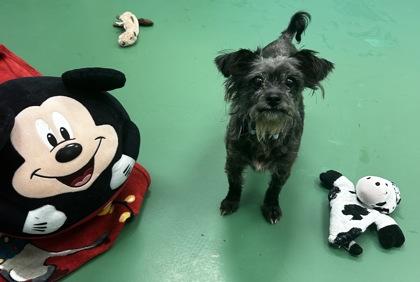 Enlarge Muffin, a Adoptable mixed breed in Sterling Heights, MI image 3/3