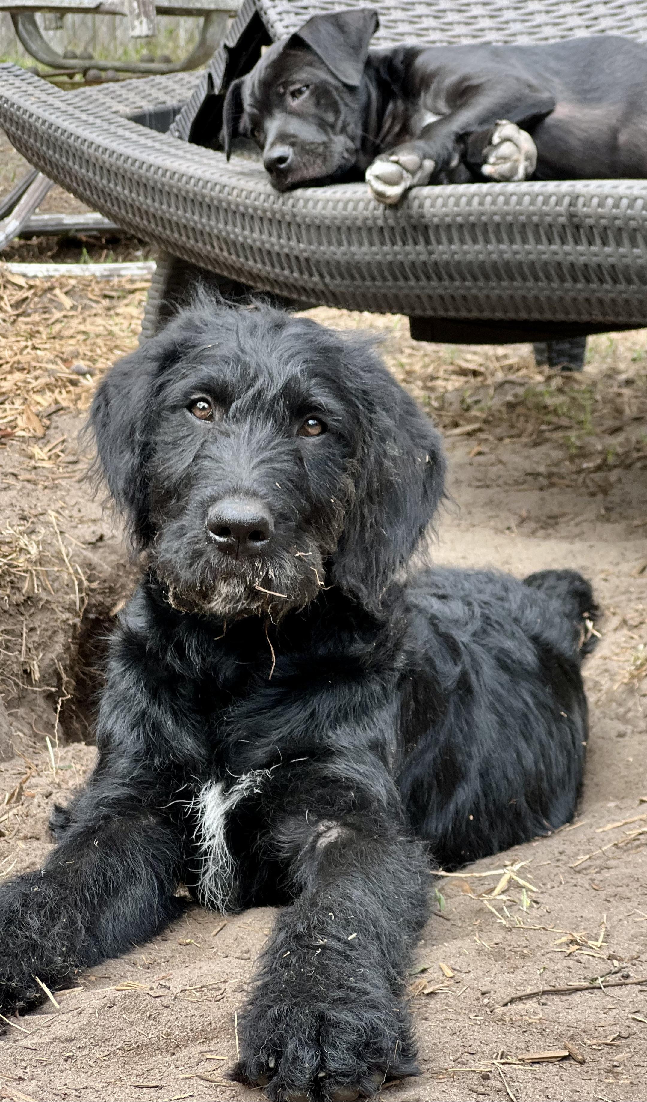 Enlarge Bart, an adopted mixed breed in Mt Pleasant, SC image 5/6
