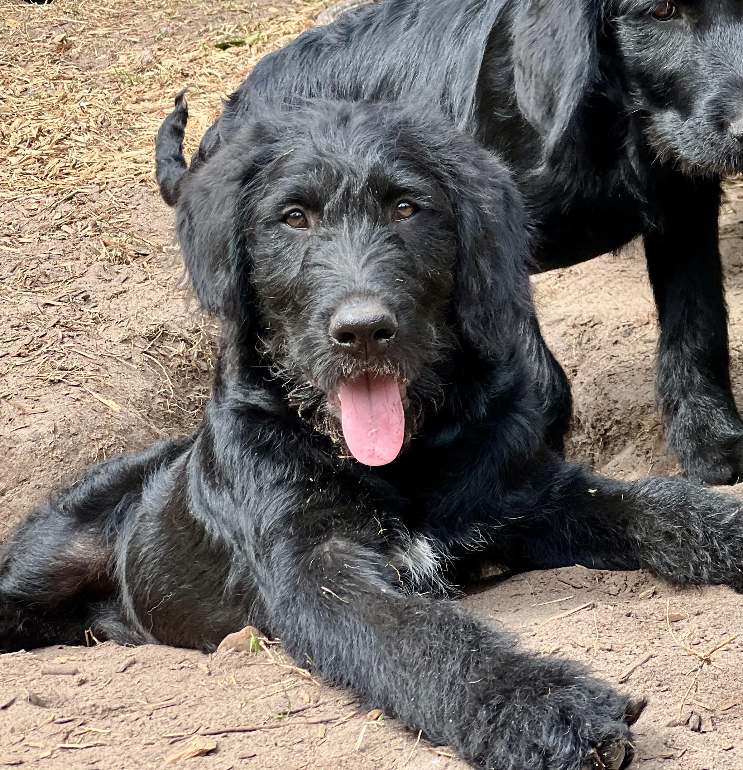 Bart, adopted, Young Male Mixed Breed.