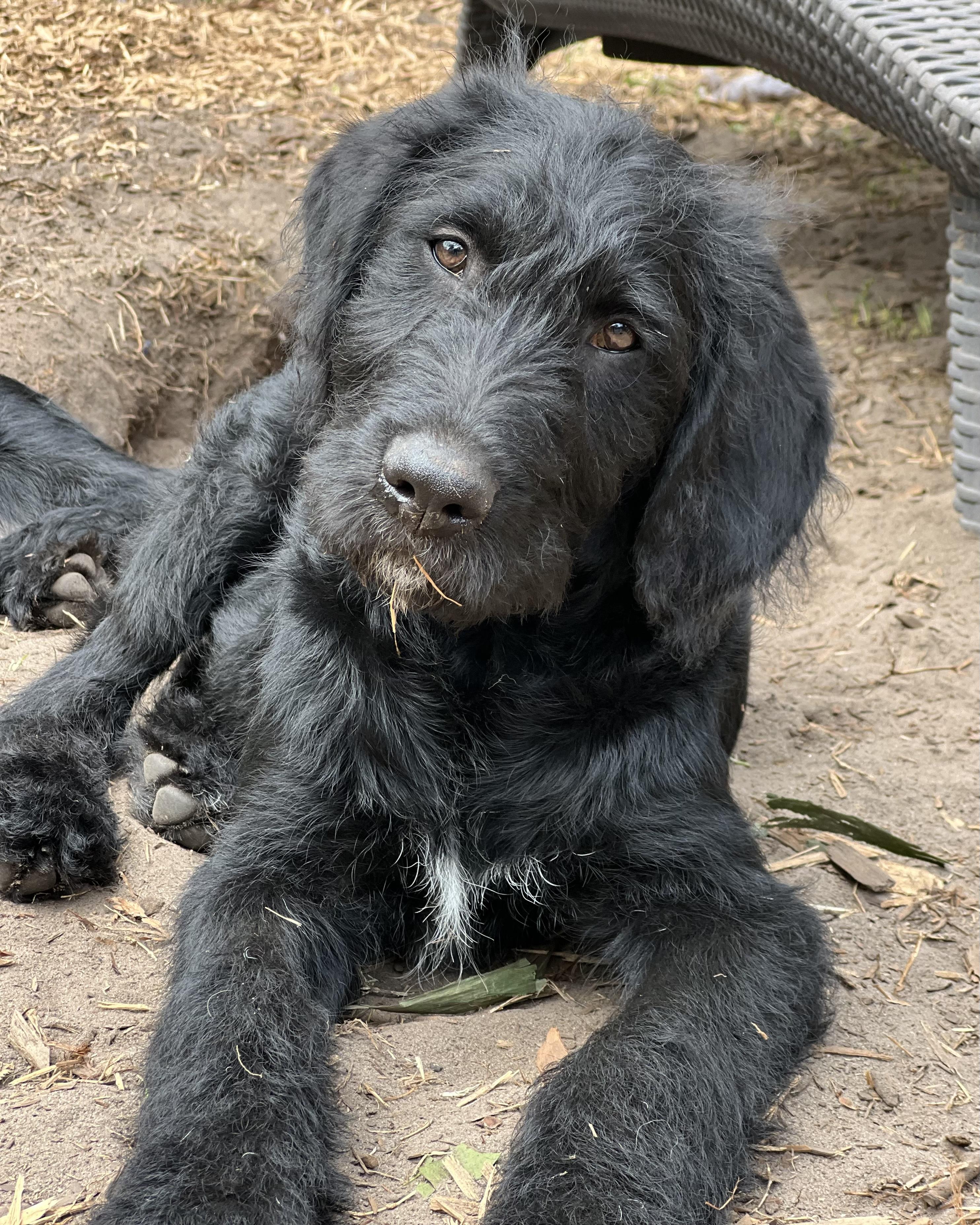Enlarge Bart, an adopted mixed breed in Mt Pleasant, SC image 4/6