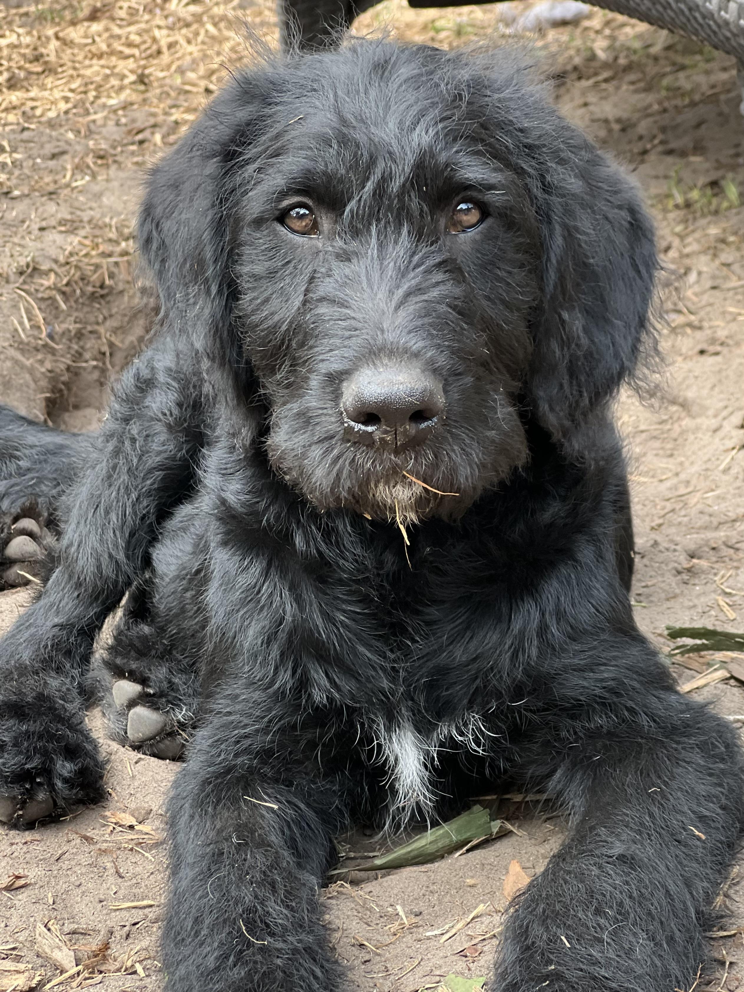 Enlarge Bart, an adopted mixed breed in Mt Pleasant, SC image 3/6