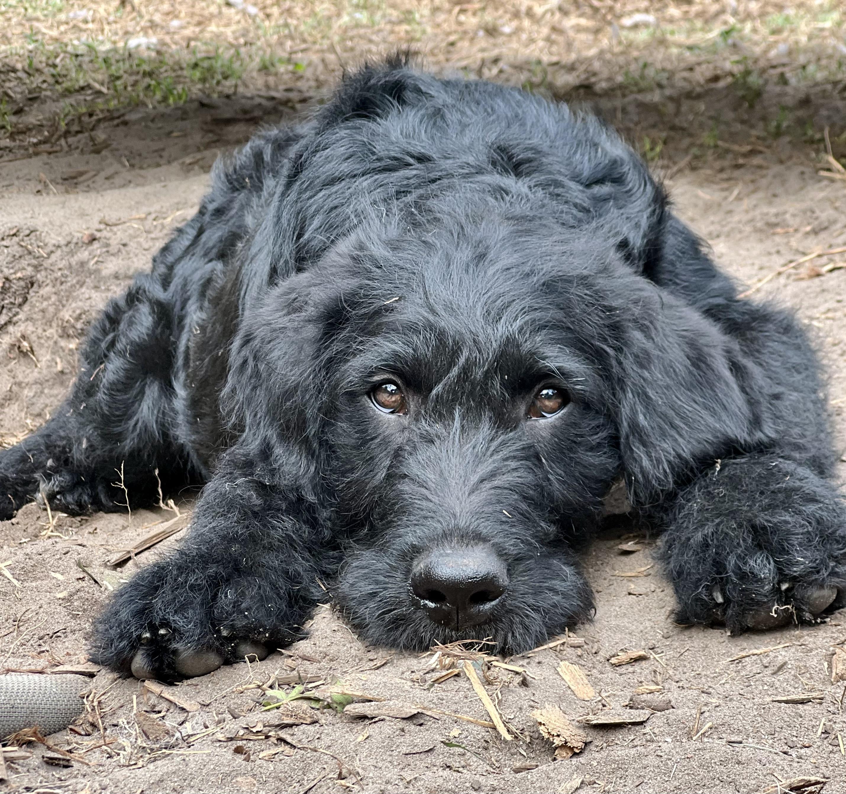 Enlarge Bart, an adopted mixed breed in Mt Pleasant, SC image 2/6