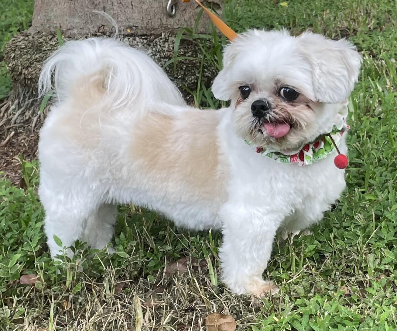 Casey, Adopted, Adult Female Pekingese & Shih Tzu.