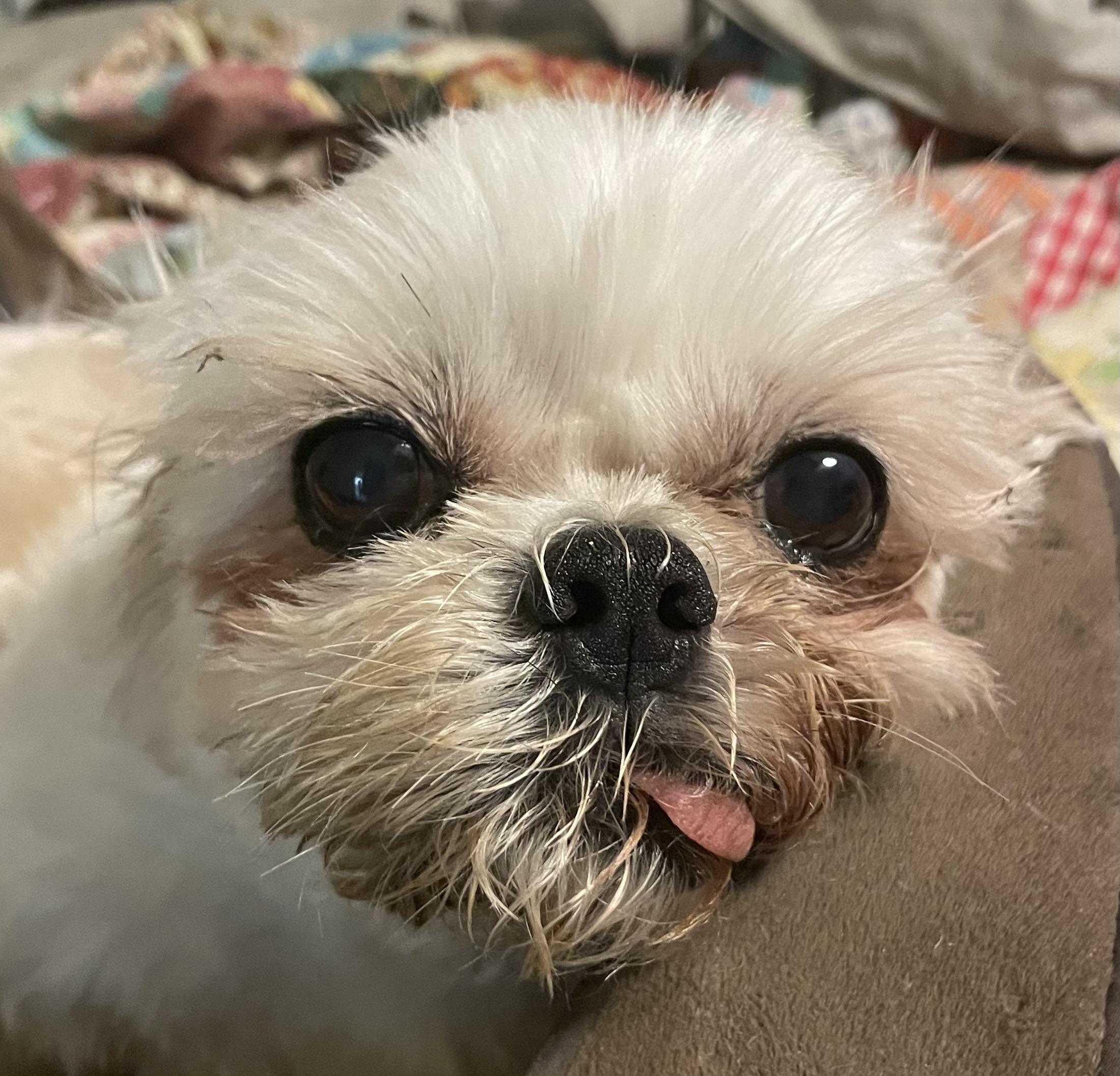 Enlarge Casey, a Adopted mixed breed in Davie, FL image 2/6