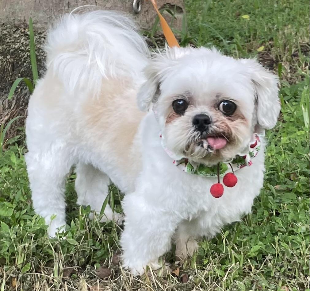Enlarge Casey, a Adopted mixed breed in Davie, FL image 3/6