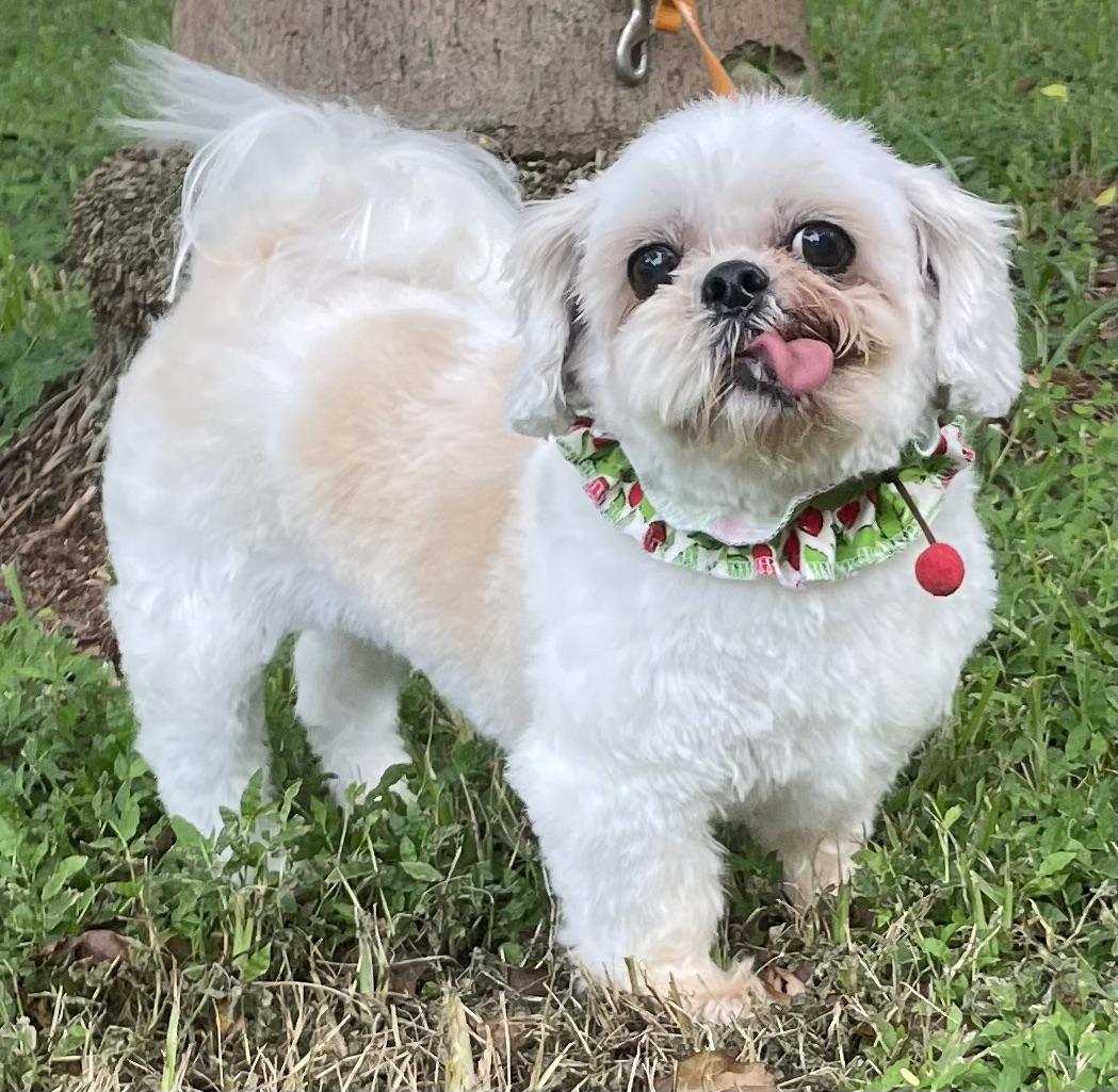 Enlarge Casey, a Adopted mixed breed in Davie, FL image 4/6