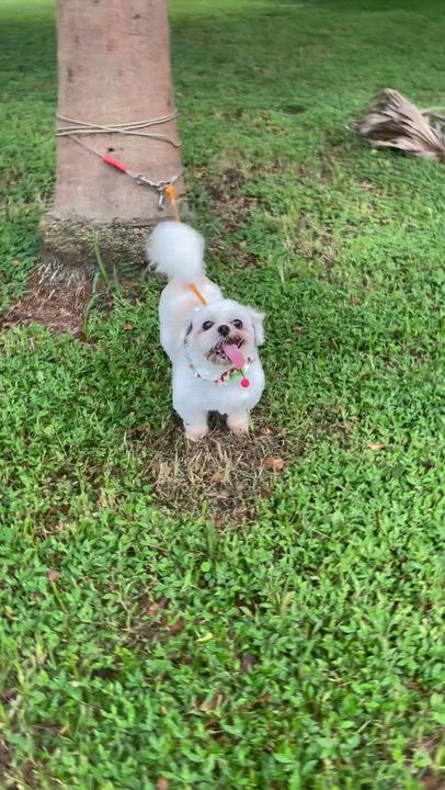 Enlarge Casey, a Adopted mixed breed in Davie, FL video 6/6