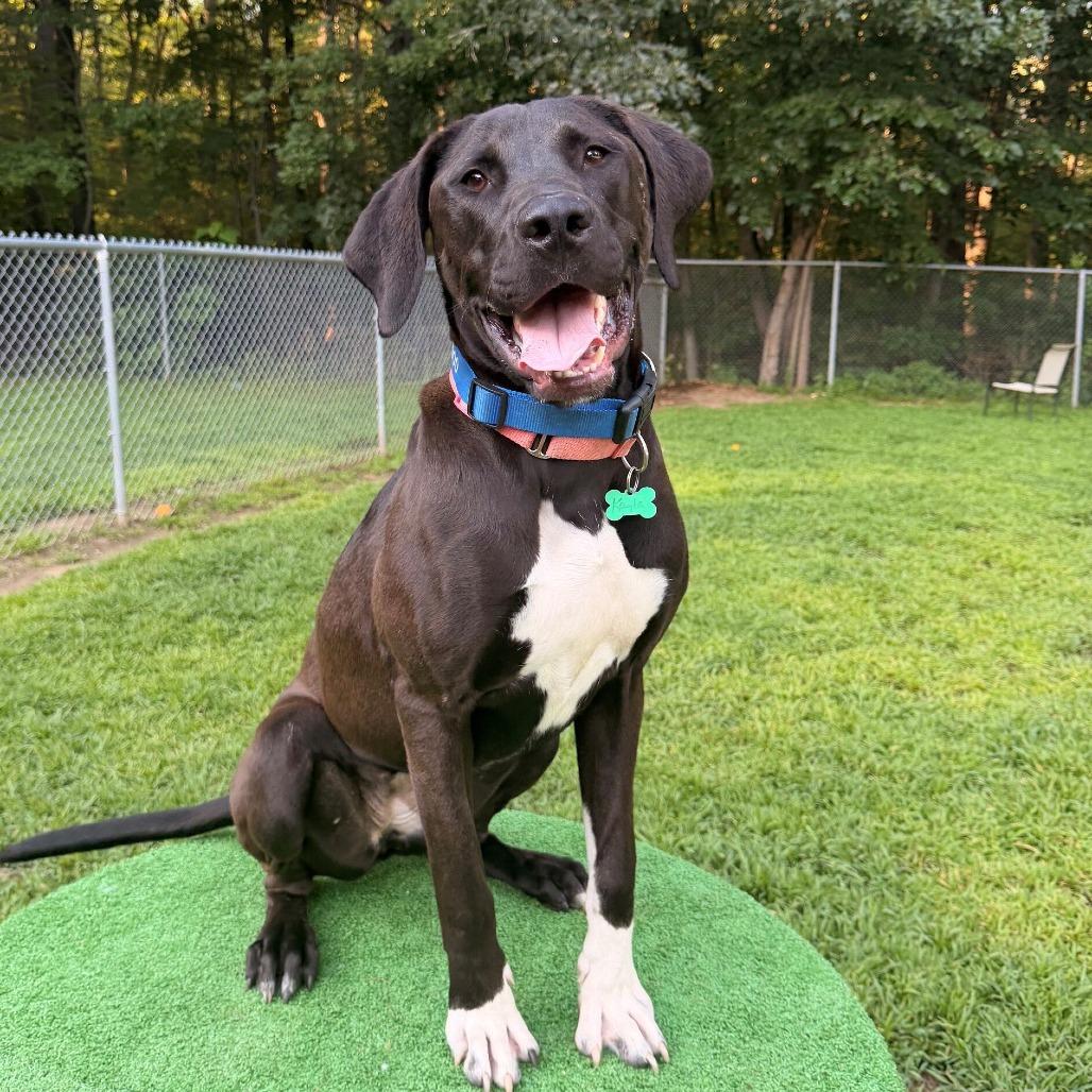 Kayla (Courtesy Posting), Adoptable, Young Female Labrador Retriever & Mixed Breed.