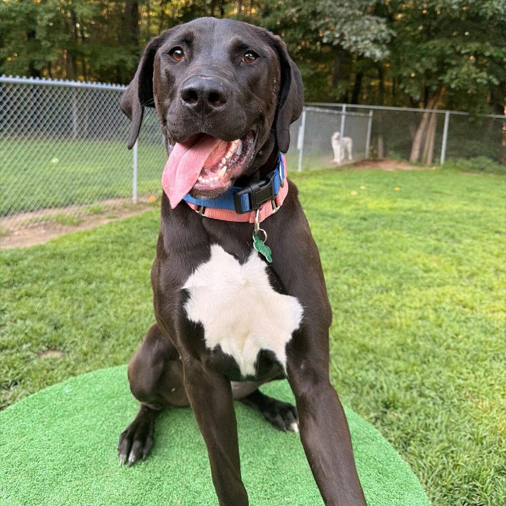 Enlarge Kayla (Courtesy Posting), a Adoptable mixed breed in Hopkinton, MA image 2/5