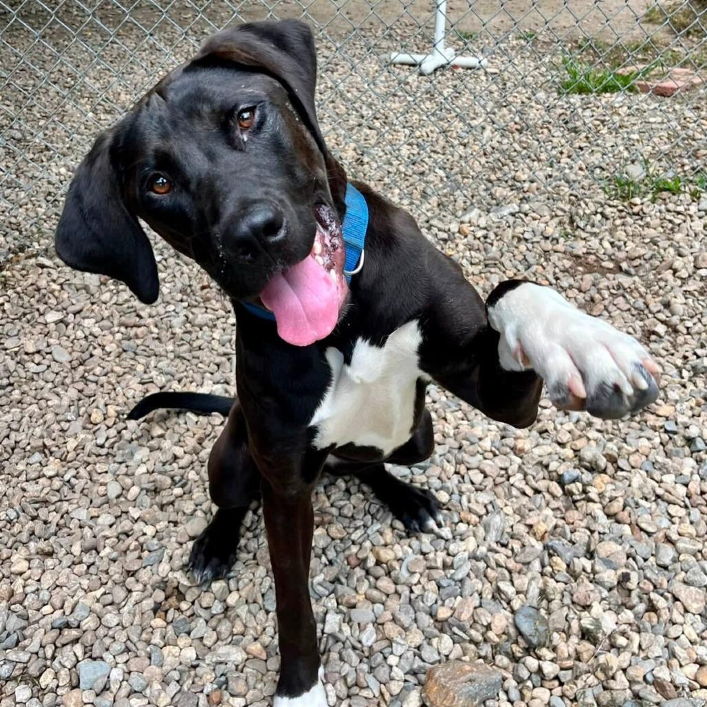 Enlarge Kayla (Courtesy Posting), a Adoptable mixed breed in Hopkinton, MA image 3/5