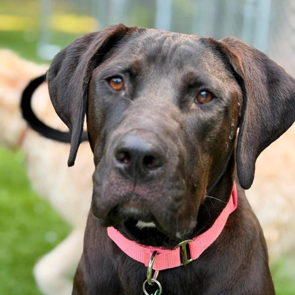 Enlarge Kayla (Courtesy Posting), a Adoptable mixed breed in Hopkinton, MA image 4/5