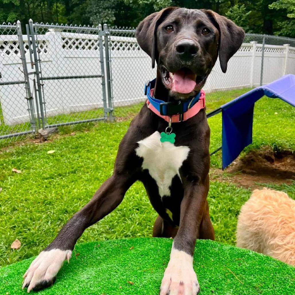 Enlarge Kayla (Courtesy Posting), a Adoptable mixed breed in Hopkinton, MA image 5/5