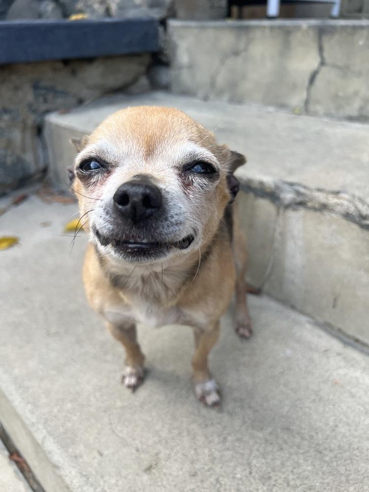 Enlarge Rufus, a Adoptable Chihuahua in Claremont, CA image 1/6