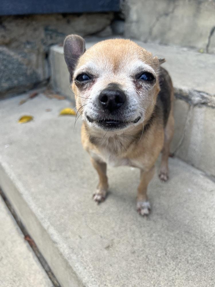 Enlarge Rufus, a Adoptable Chihuahua in Claremont, CA image 2/6
