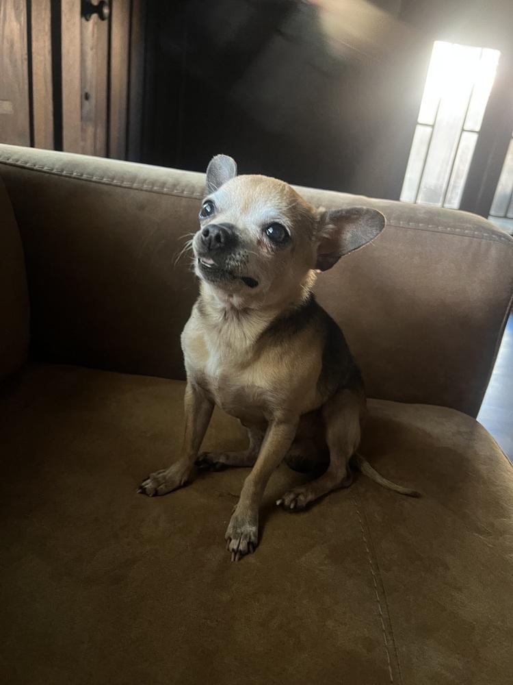 Rufus — thumbnail 3