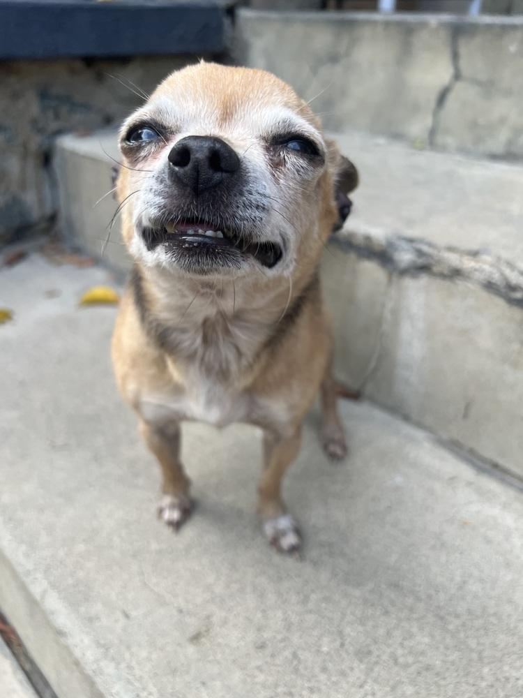 Enlarge Rufus, a Adoptable Chihuahua in Claremont, CA image 4/6