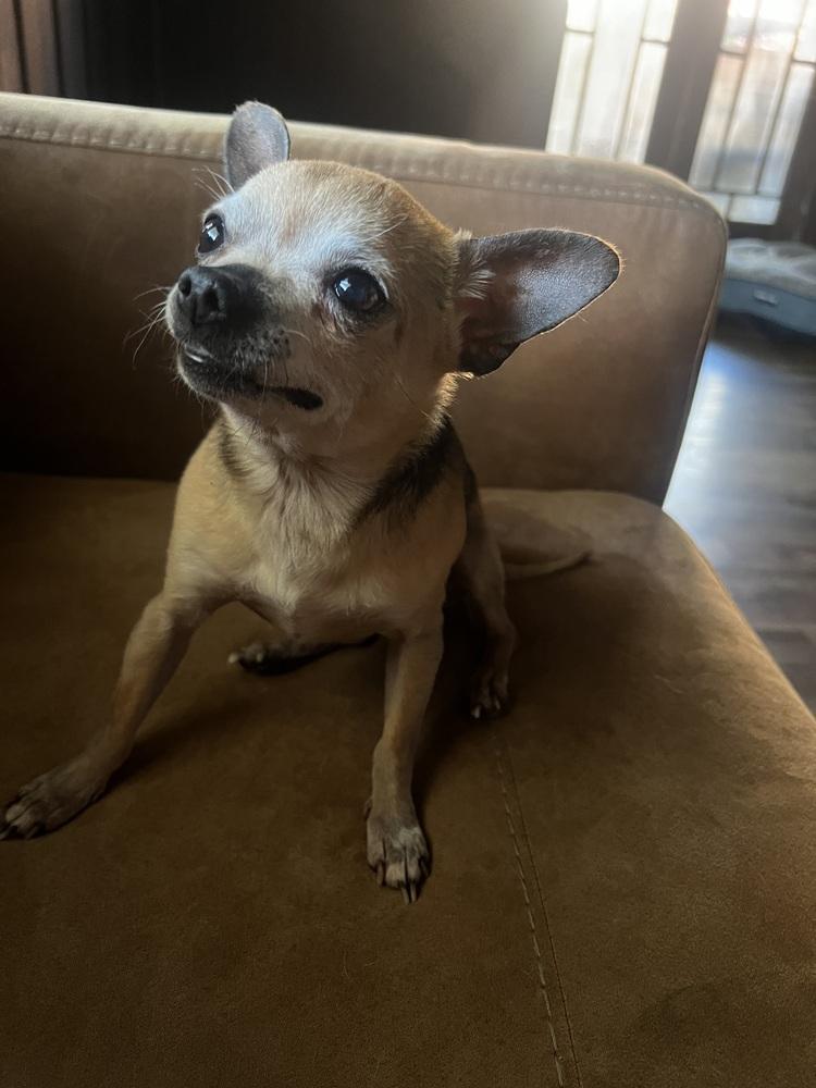 Enlarge Rufus, a Adoptable Chihuahua in Claremont, CA image 5/6