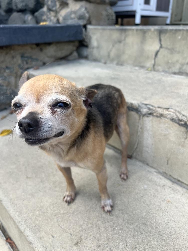 Enlarge Rufus, a Adoptable Chihuahua in Claremont, CA image 6/6
