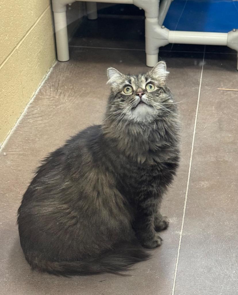 Toaster Strudel thumbnail 3