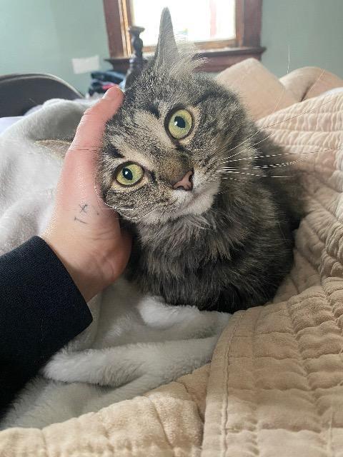 Toaster Strudel thumbnail 4