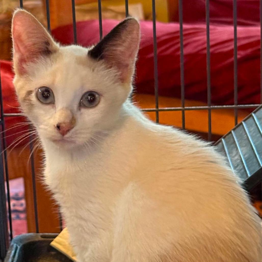 Jane, Adoptable, Kitten Female Domestic Short Hair.