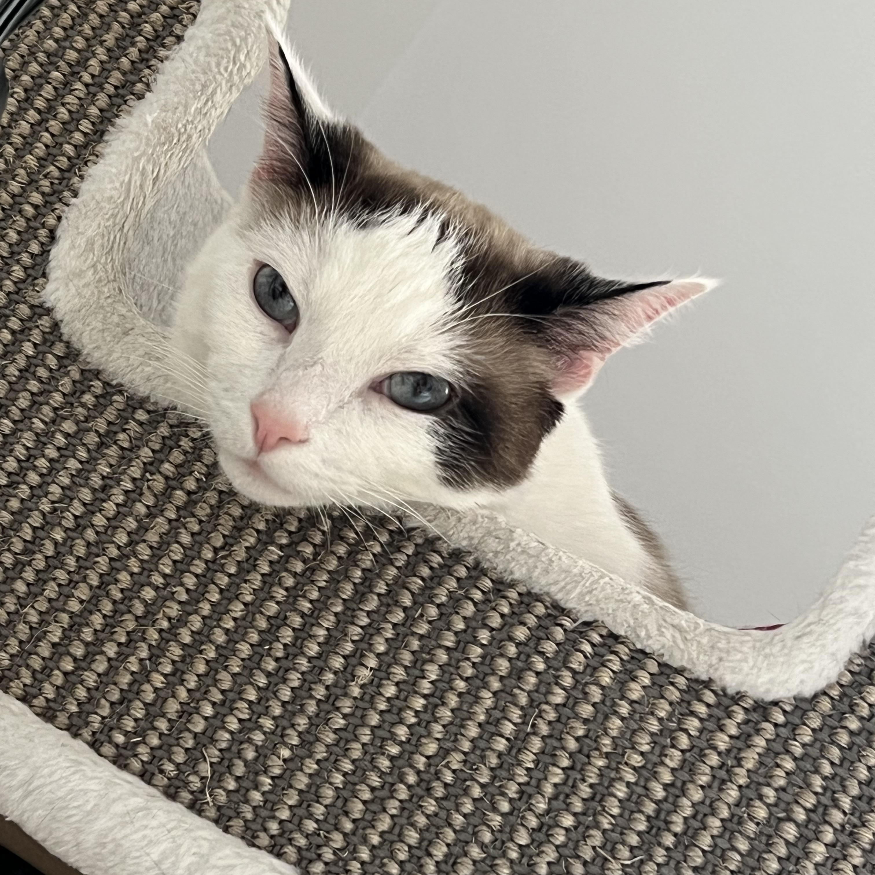 Enlarge Bunny, a Adoptable Domestic Short Hair in Verdun, QC image 1/1