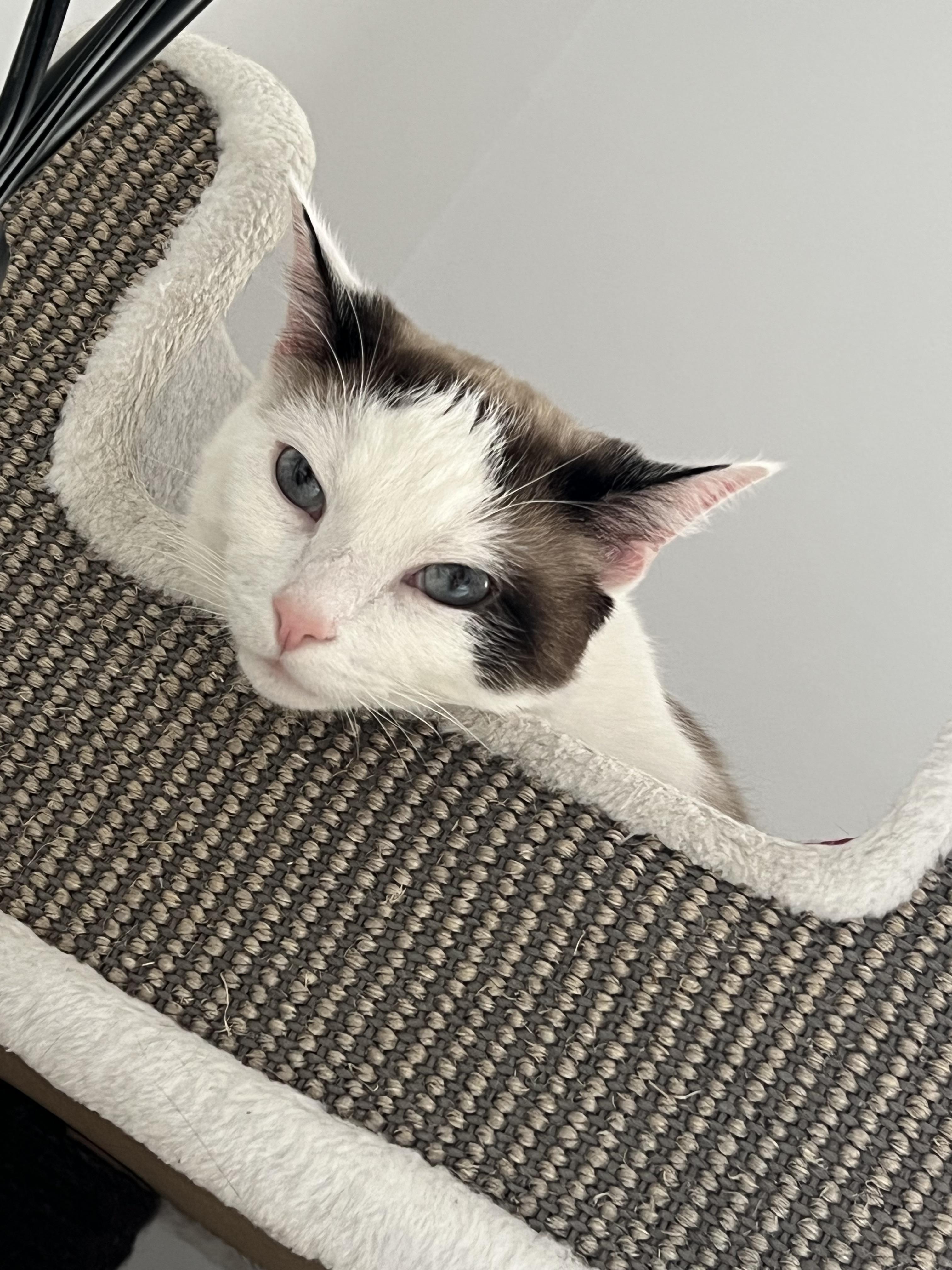 Enlarge Bunny, a Adoptable Domestic Short Hair in Verdun, QC image 1/1