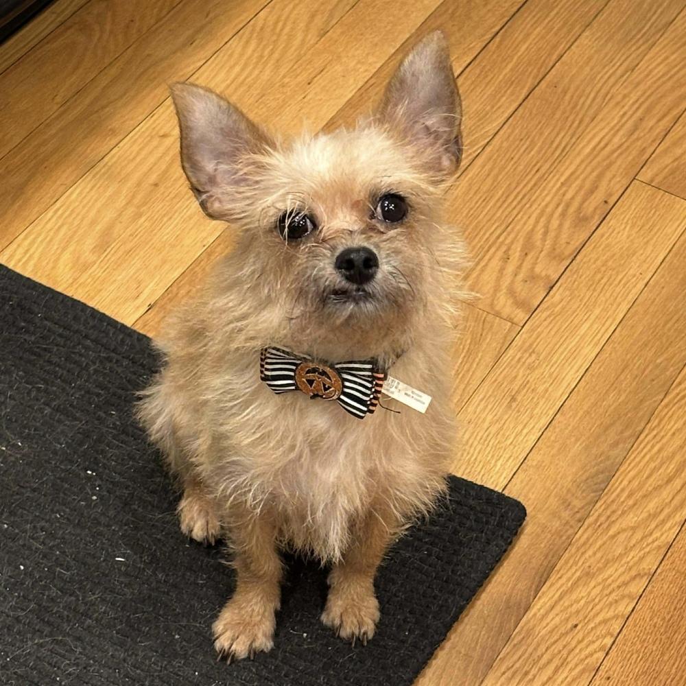 Zora, Adoptable, Young Female Chihuahua & Shih Tzu.