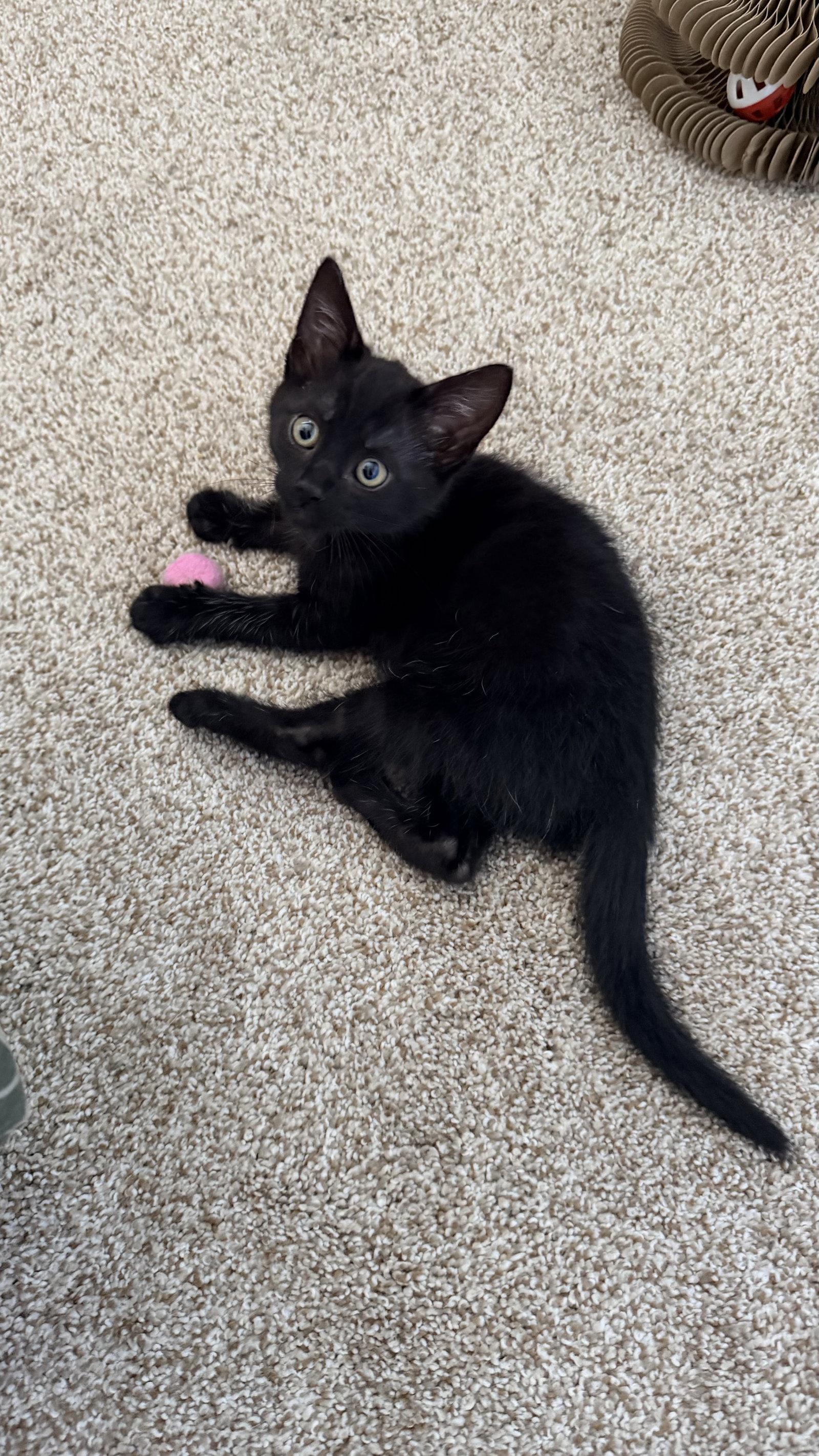 Loki, Adoptable, Young Male Domestic Short Hair.