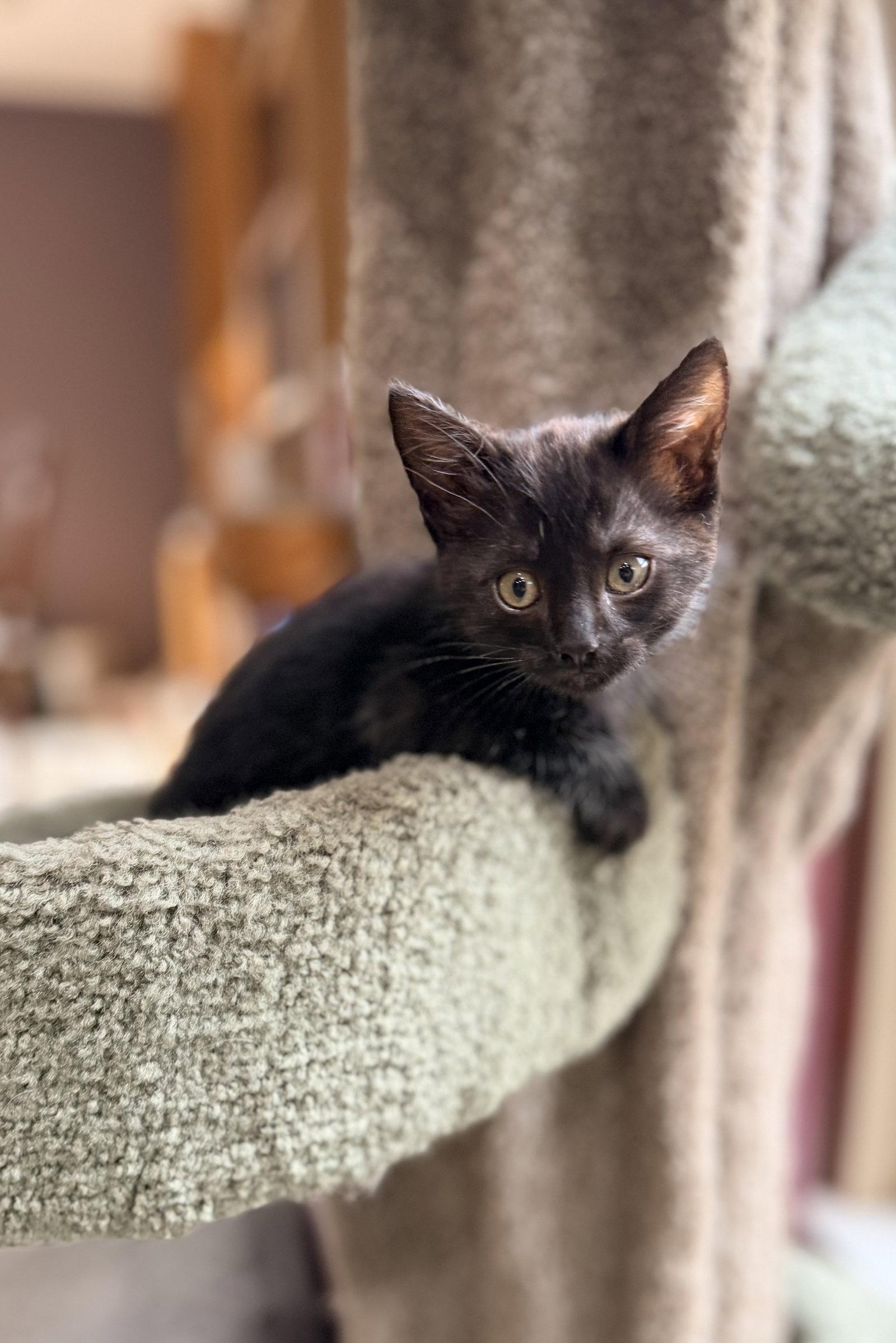 Enlarge Loki, a Adoptable Domestic Short Hair in Davis, CA image 2/3