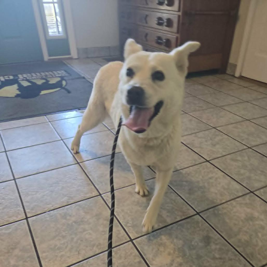 Marley, Adoptable, Adult Female Spitz.