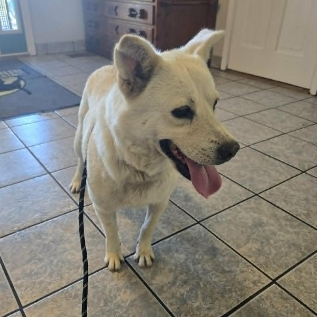 Enlarge Marley, a Adoptable Spitz in Gordonsville, TN image 2/4