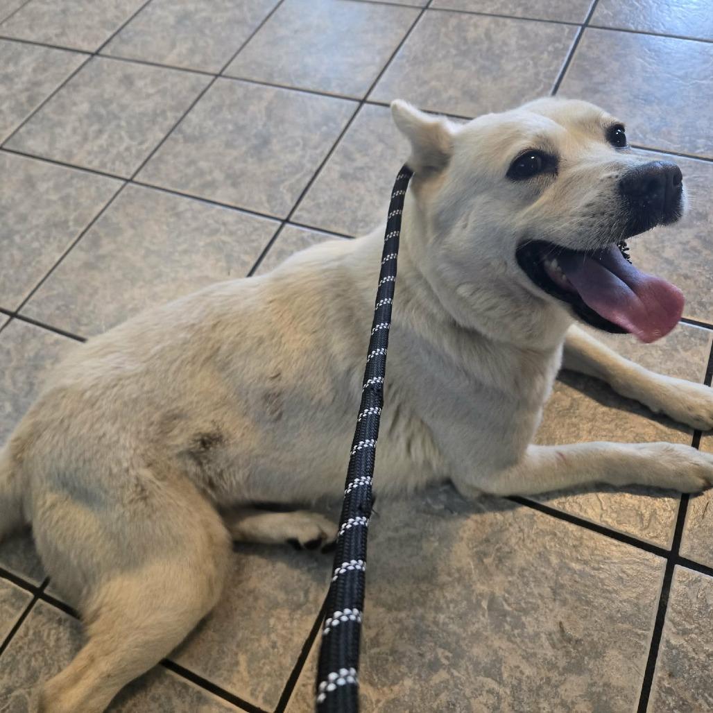 Enlarge Marley, a Adoptable Spitz in Gordonsville, TN image 3/4