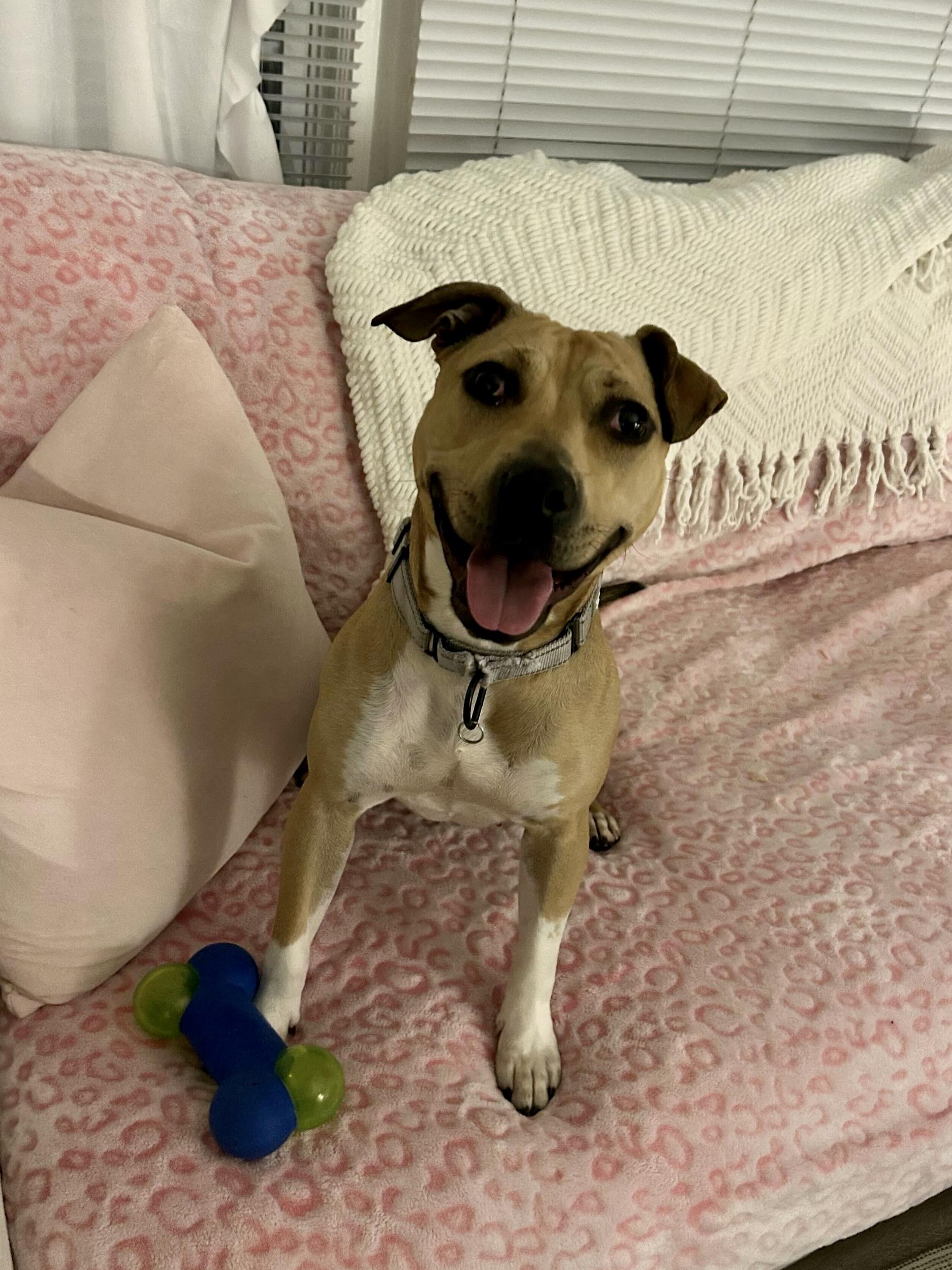 Starburst, a Adoptable mixed breed in Cleveland, OH image 3/6